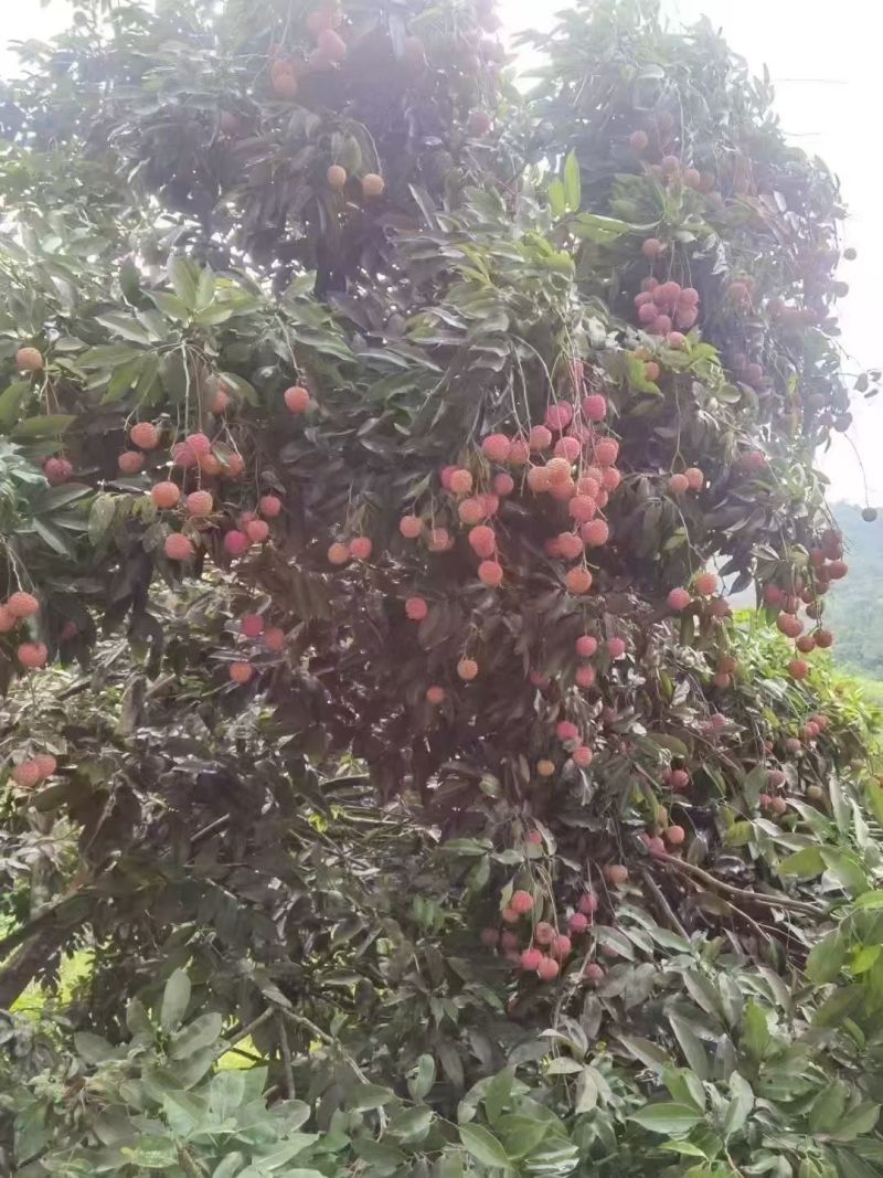 桂味荔枝