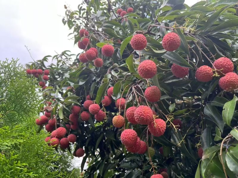 桂味荔枝