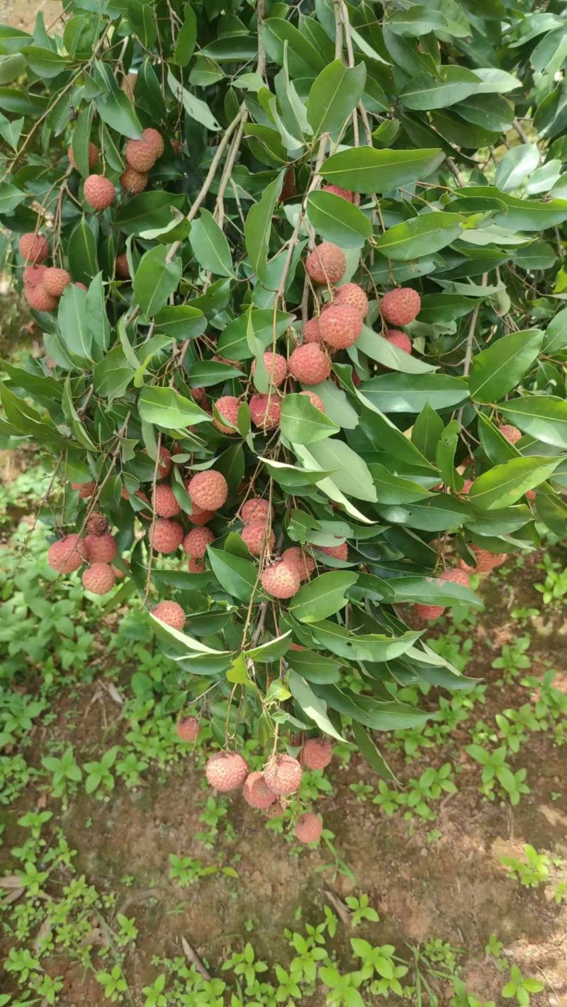 桂味荔枝