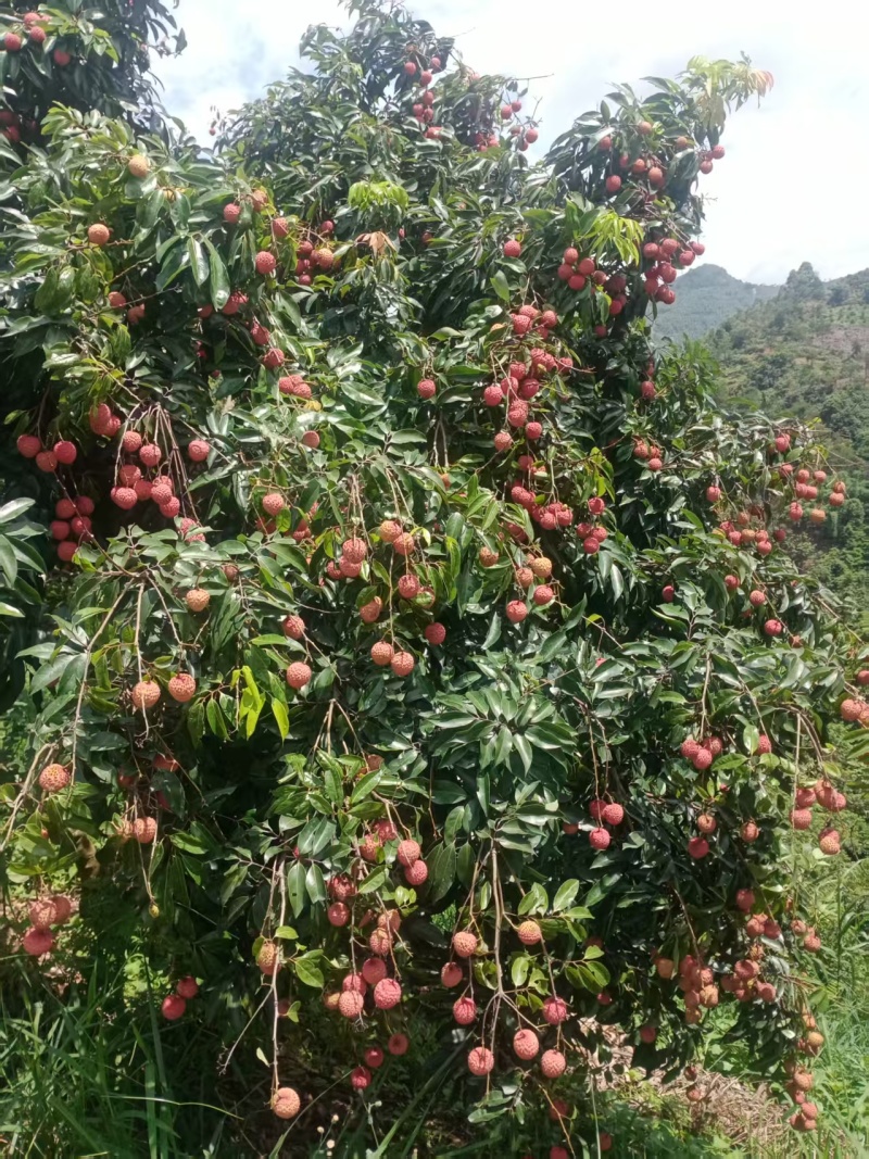 桂味荔枝