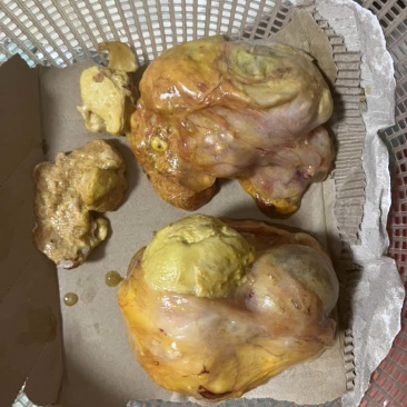 鸡黄（鸡宝）
