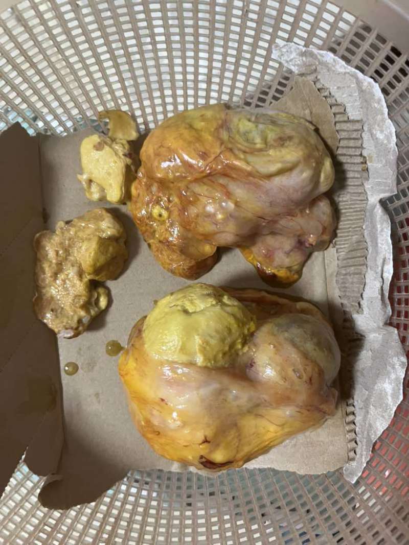 鸡黄（鸡宝）