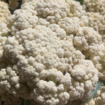 散菜花