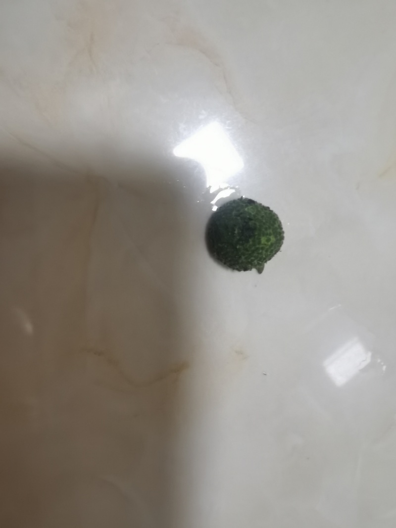 构树果