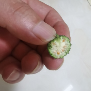 构树果