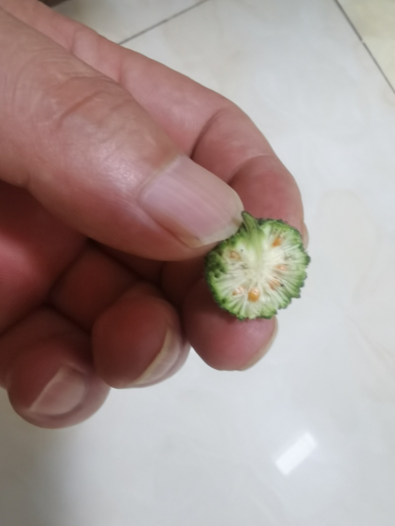 构树果