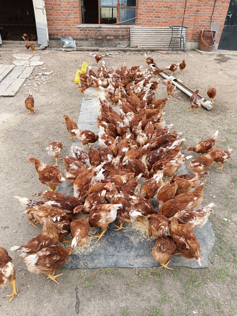 土鸡