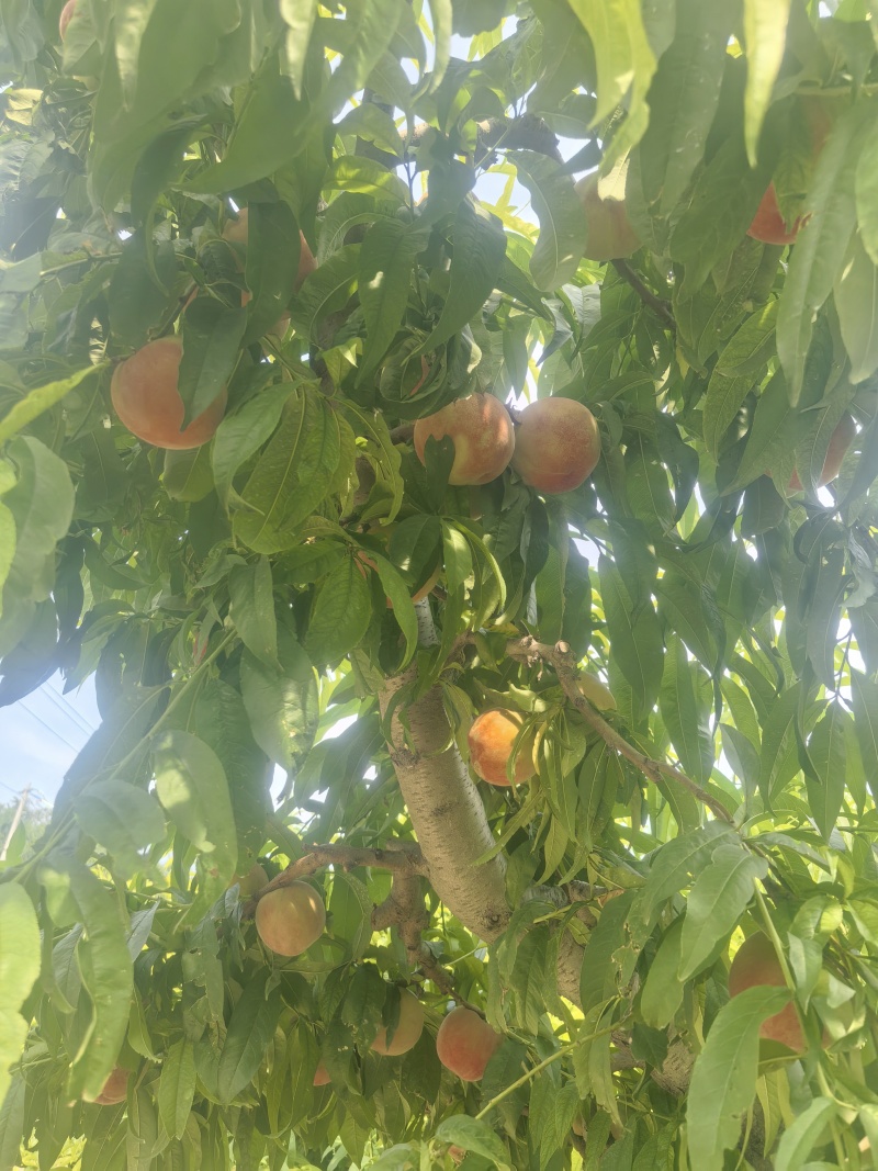 突围，久宝桃