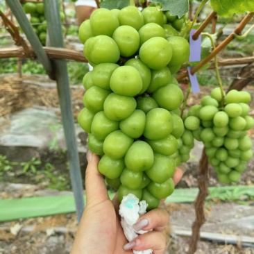 葡萄