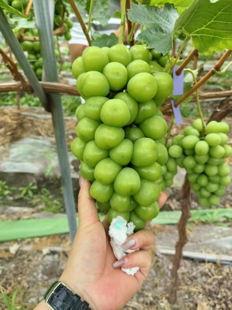 葡萄
