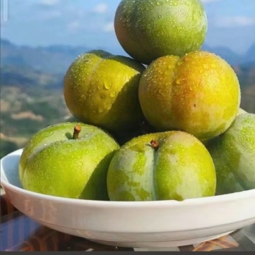 贵州安顺六马蜂糖李