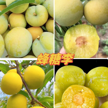 贵州蜂糖李