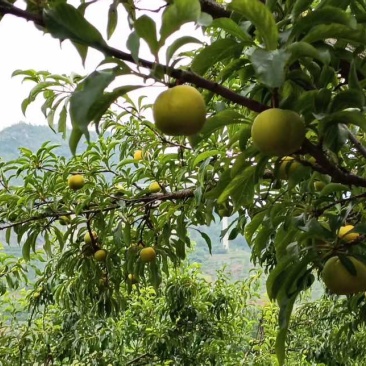 六马蜂糖李