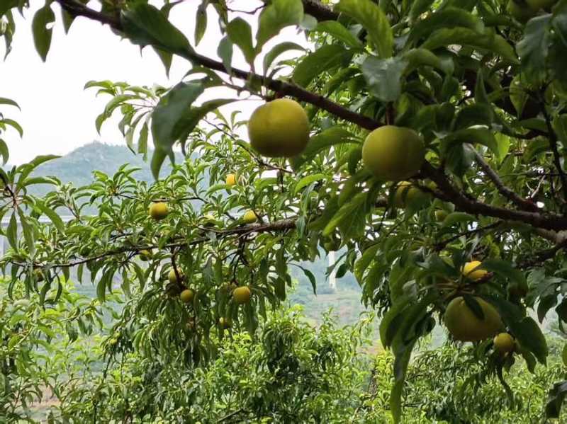 六马蜂糖李