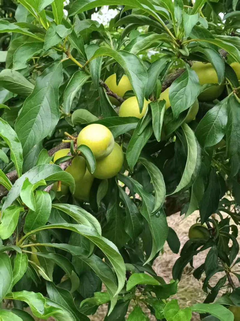 六马蜂糖李