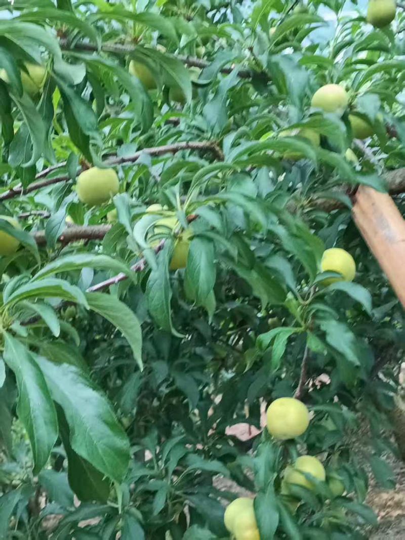 六马蜂糖李
