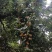 广西合浦香山鸡嘴荔枝