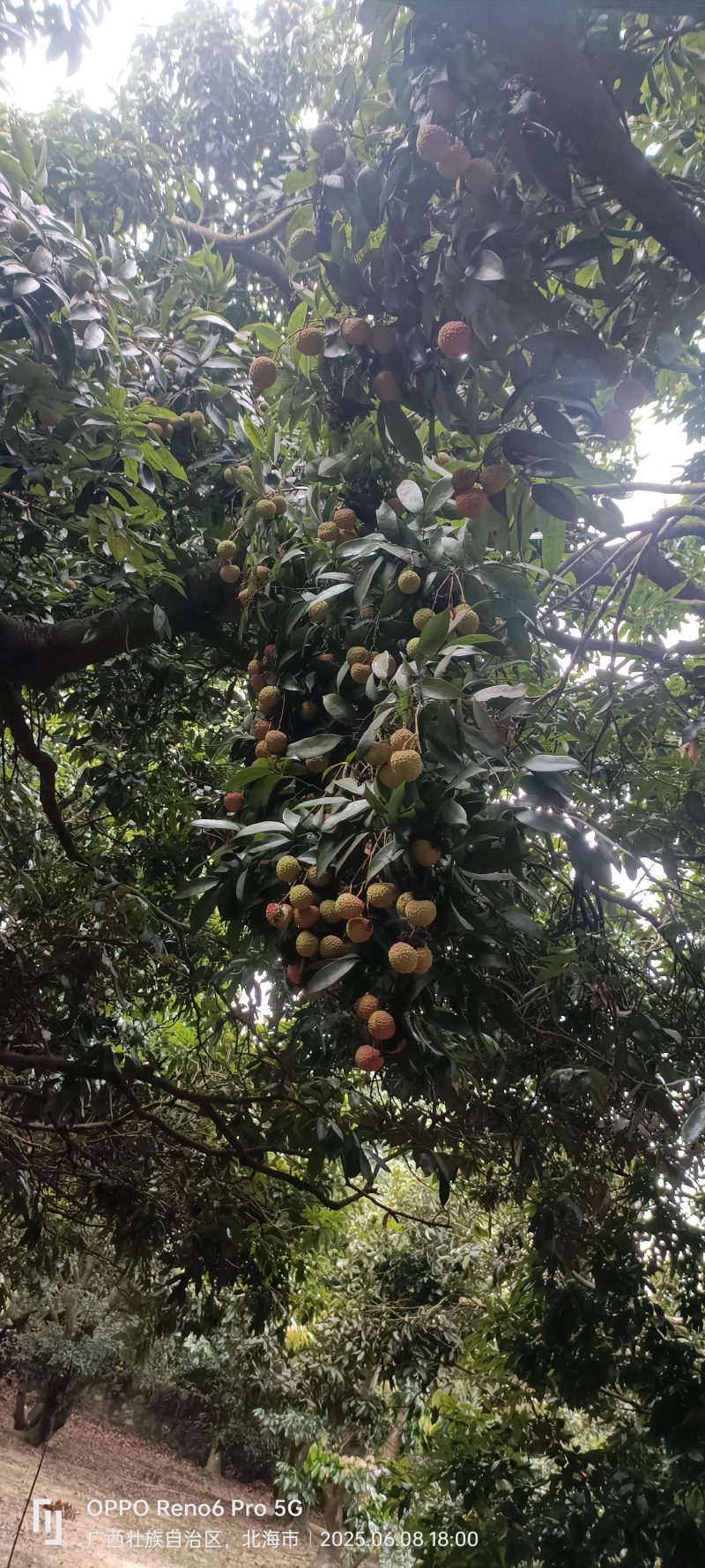 广西合浦香山鸡嘴荔枝