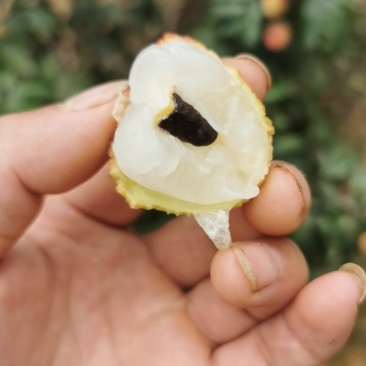 仙讲奉荔枝妃子笑荔枝鸡嘴荔枝