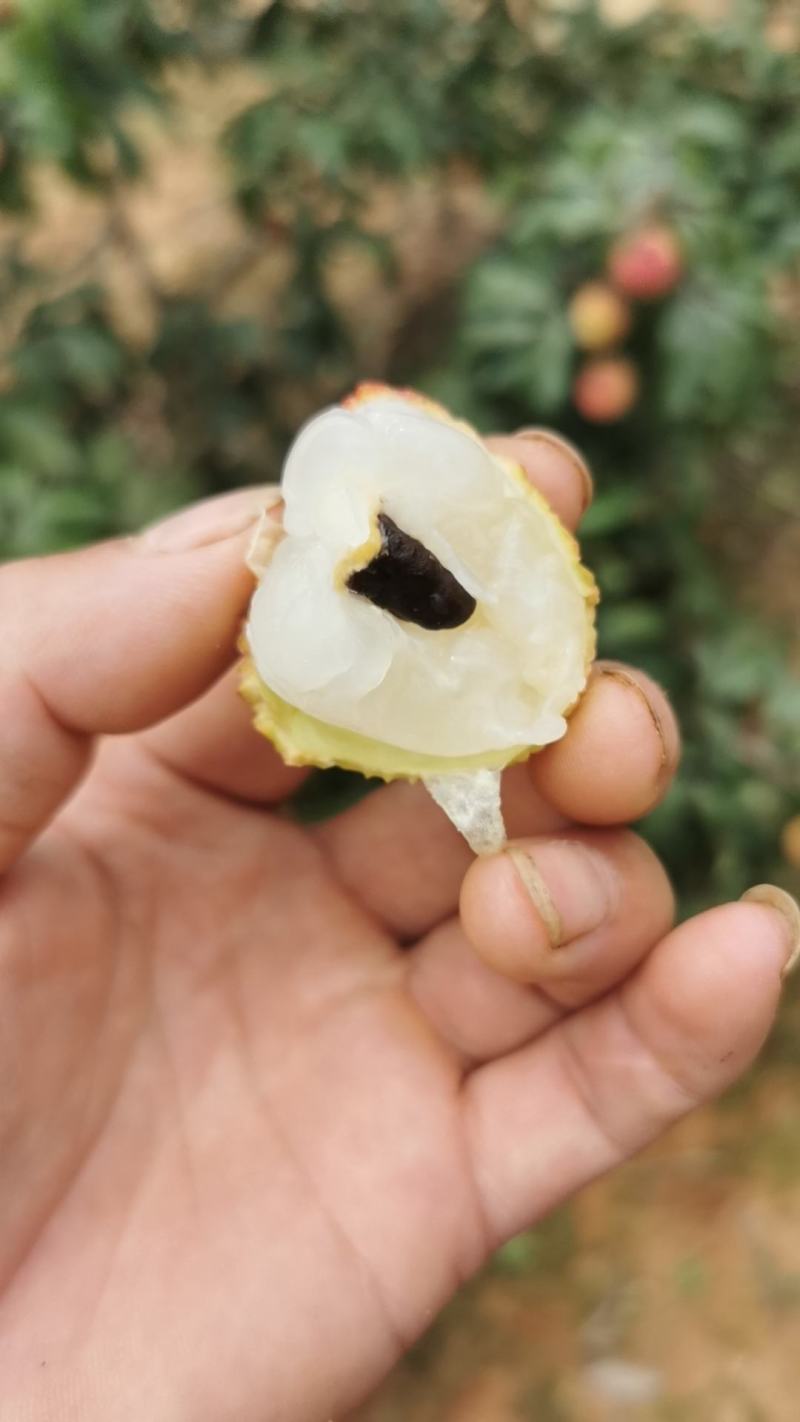 仙讲奉荔枝妃子笑荔枝鸡嘴荔枝
