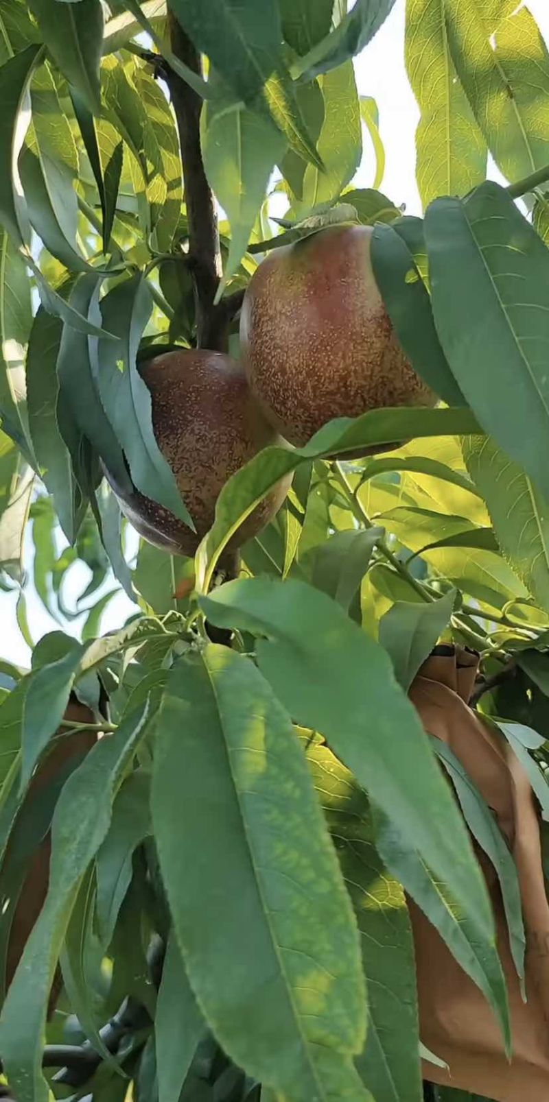 绥中产地中油四号油桃大量下树