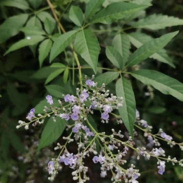 黄荆