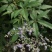 黄荆