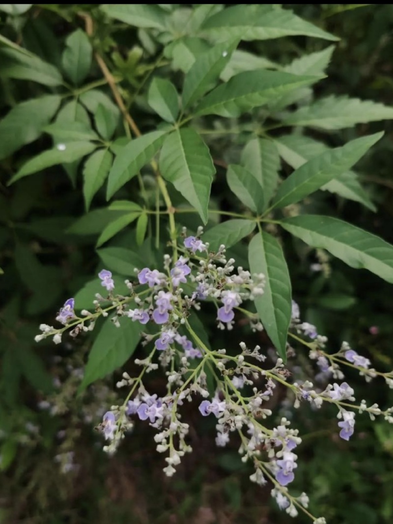 黄荆