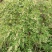 黄荆