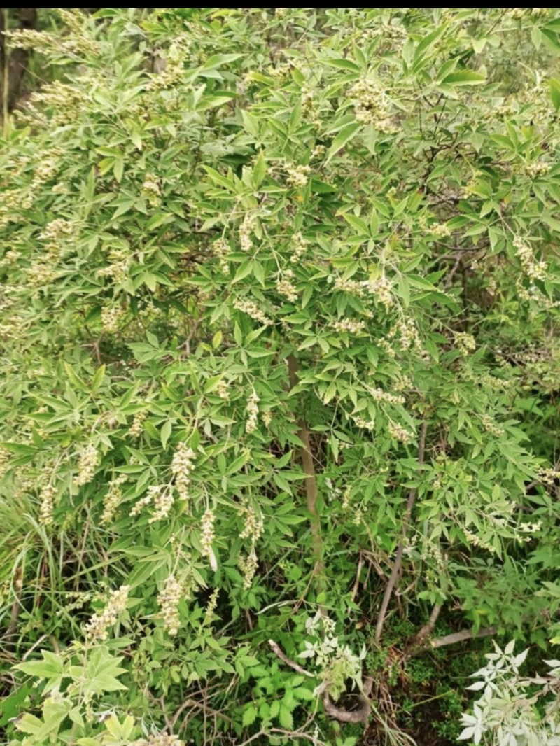 黄荆