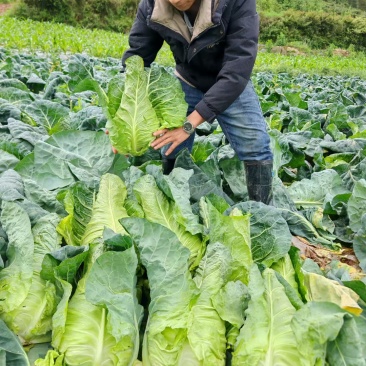 牛心菜