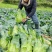 牛心菜