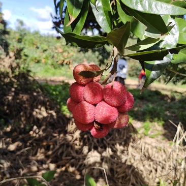 桂味荔枝