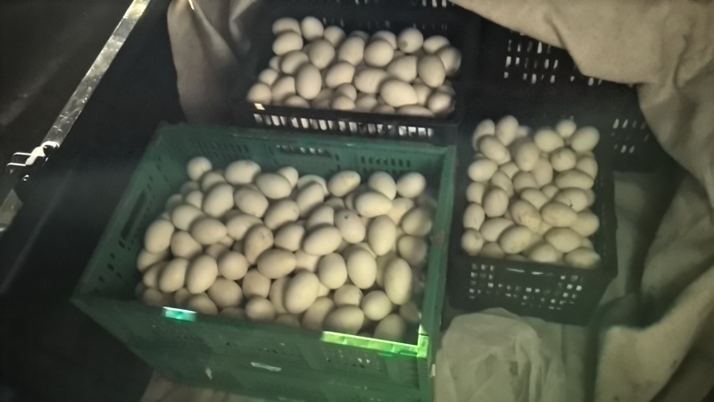 大量鹅蛋