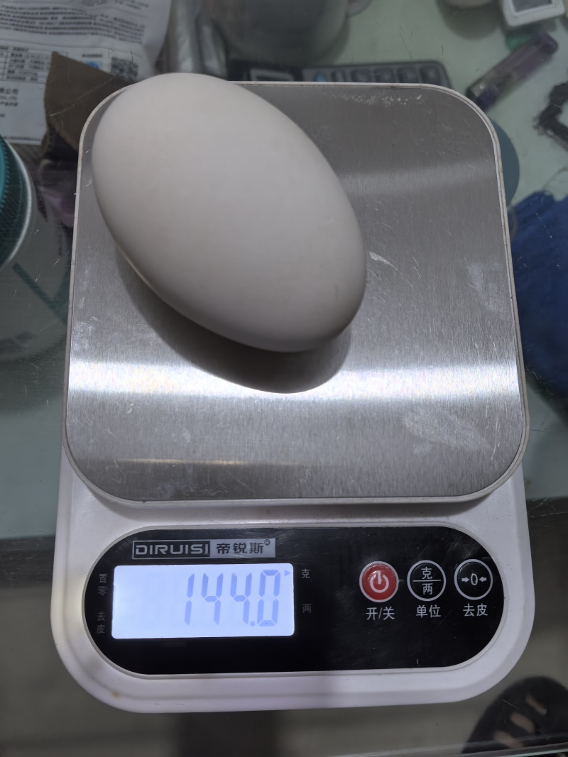 大量鹅蛋