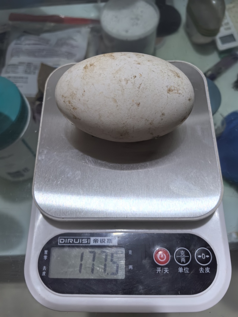 大量鹅蛋
