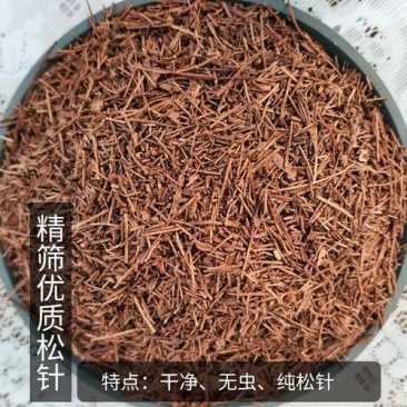 纯松针