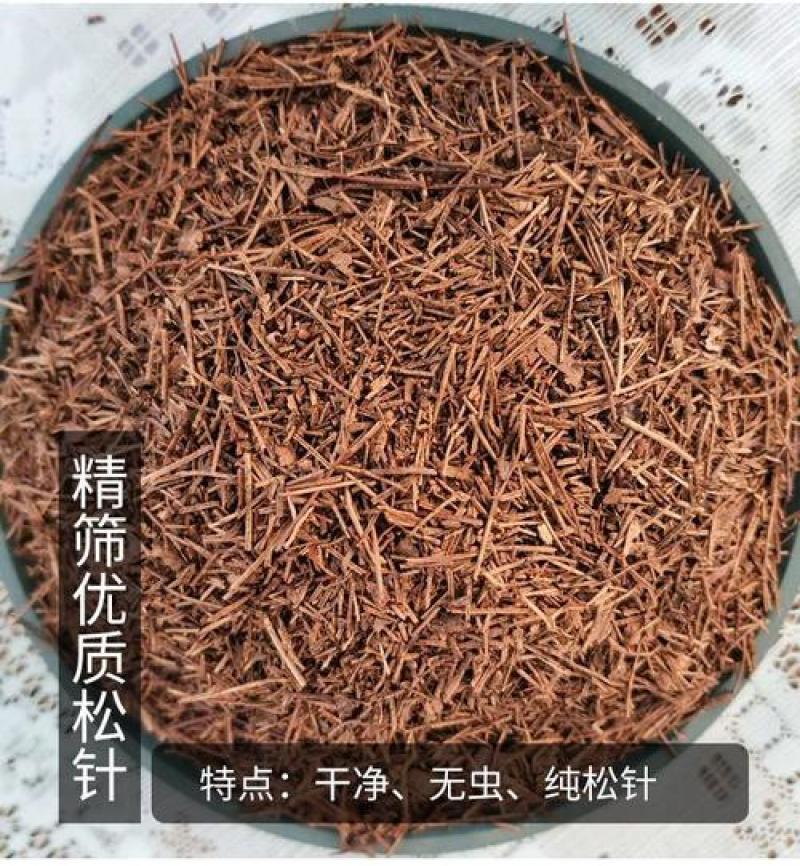 纯松针