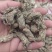 干货金蝉花