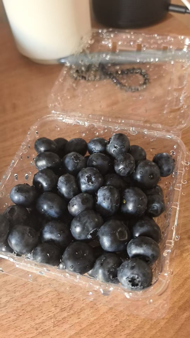 山东临沂露天蓝莓