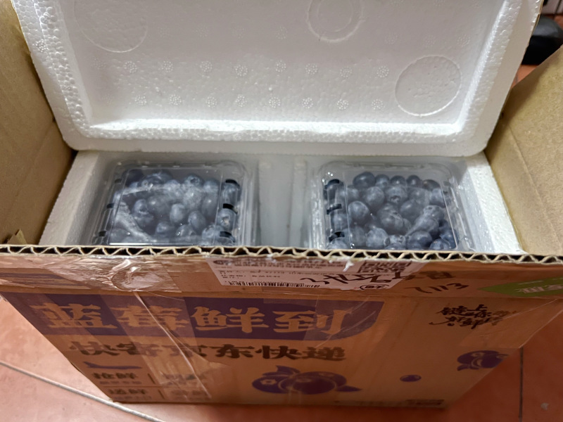 山东临沂露天蓝莓