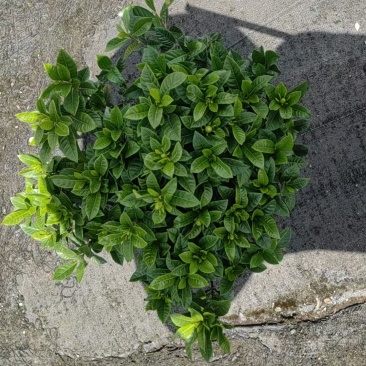 230小叶丛生栀子花带花苞发货，物美价廉。