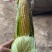 白黏玉米