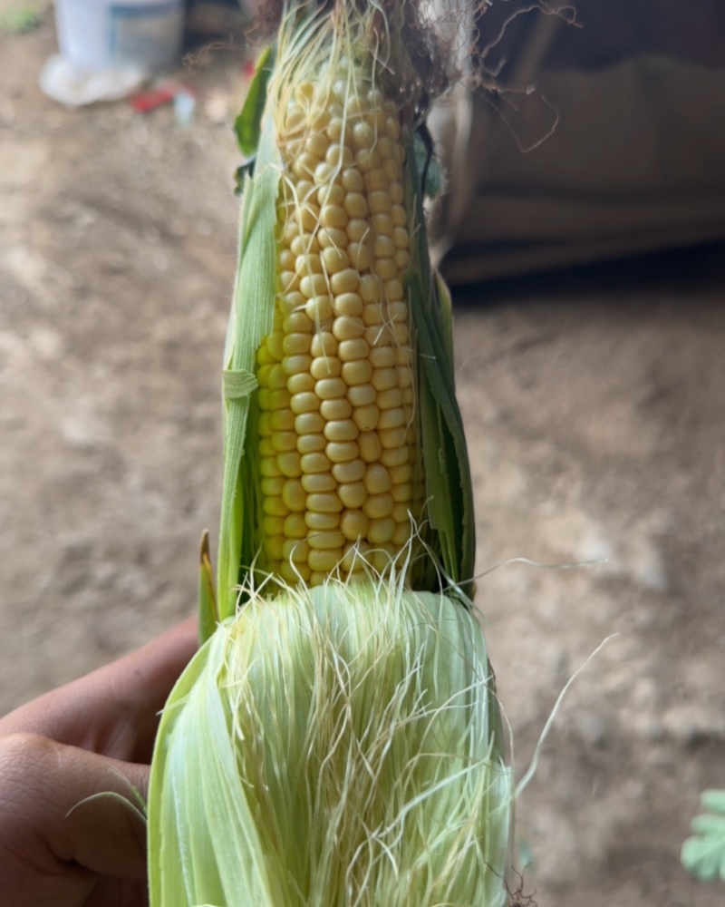 白黏玉米