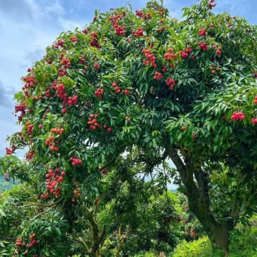 种植基地直发老树桂味荔枝，欢迎前来收购采摘