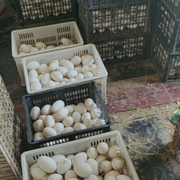 新鲜种鹅蛋，大三花种鹅蛋，受精率85%
