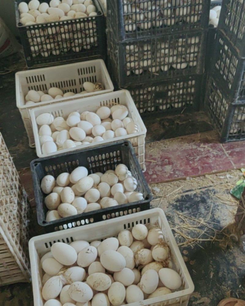 新鲜种鹅蛋，大三花种鹅蛋，受精率85%