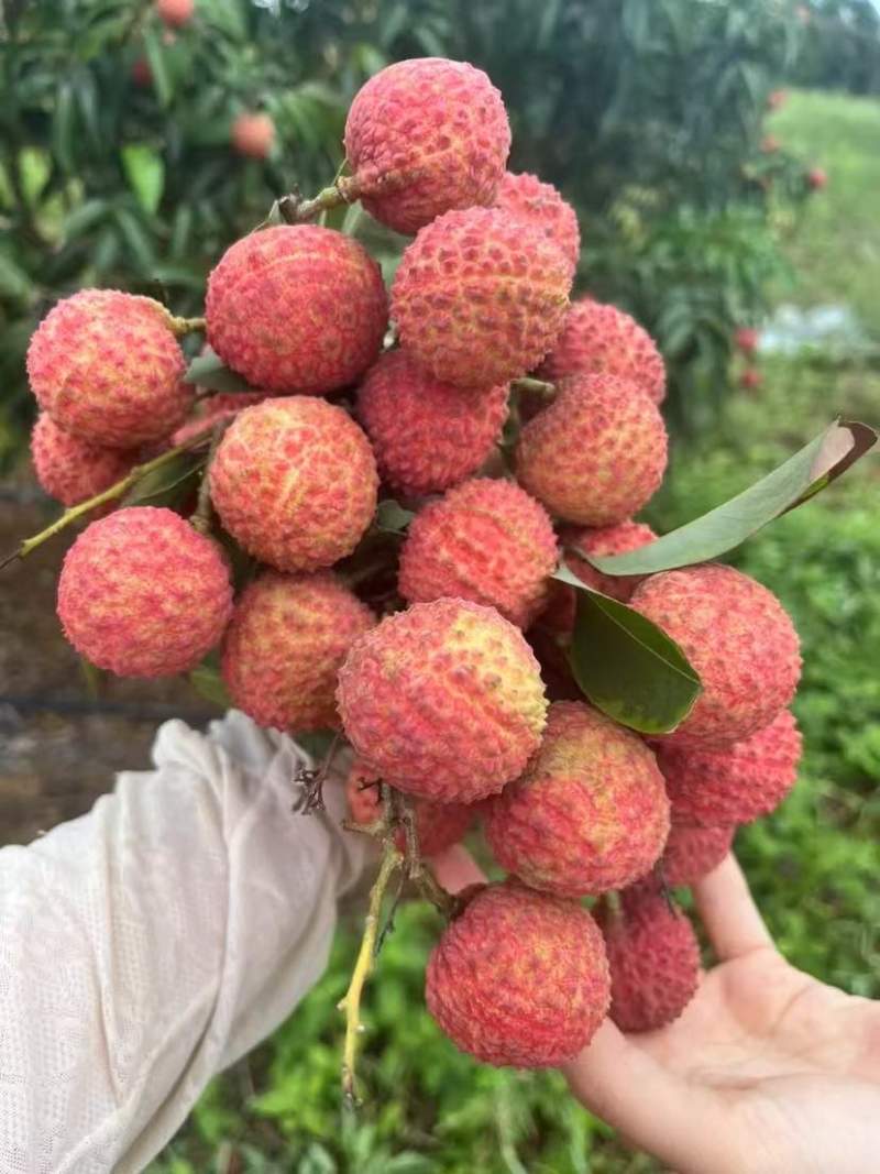 桂味荔枝货靓靓