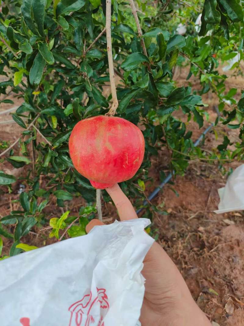 六月红石榴