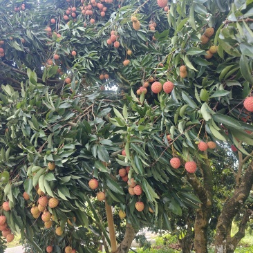 桂味荔枝